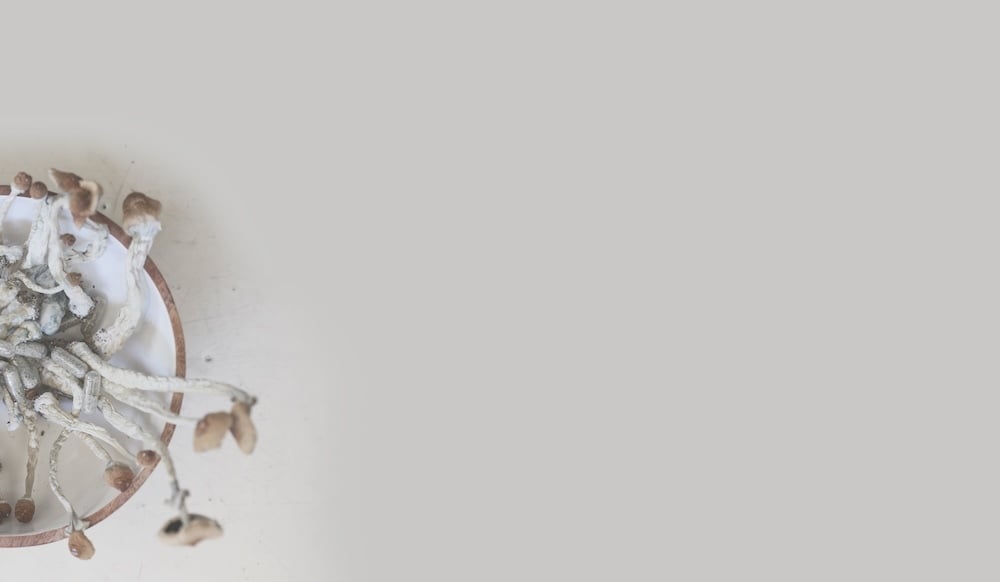 liv-raissi-calming-mushrooms-on-acalming-background