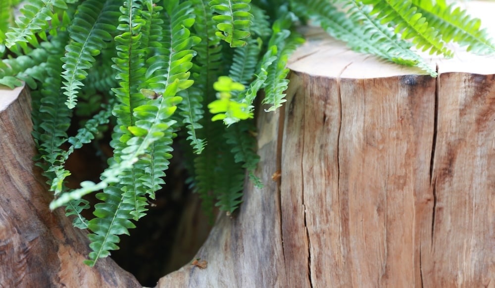 liv-raissi-fern-tree-in-relaxing-environment