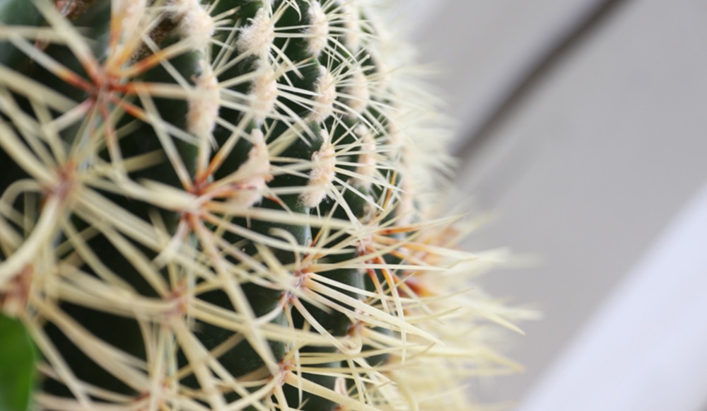liv-raissi-relaxing-cactus-focus